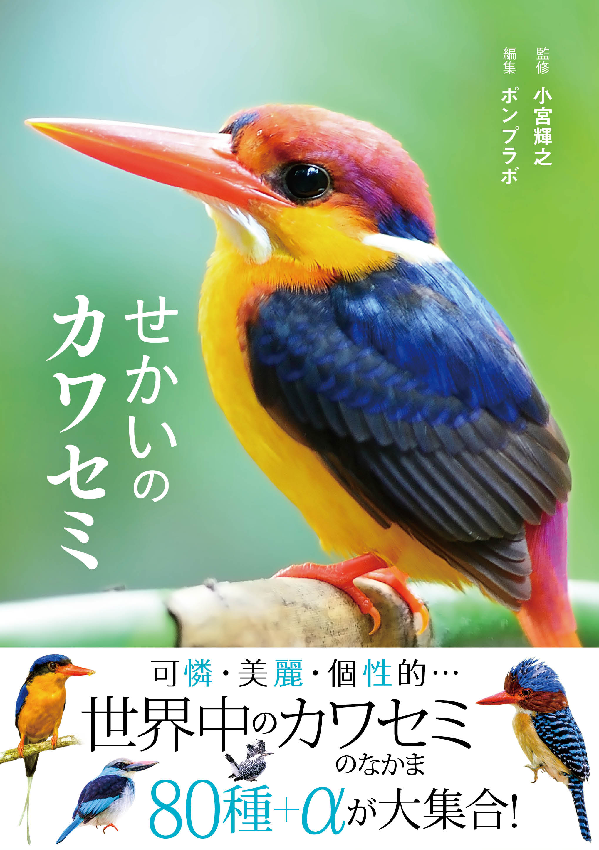 せかいのカワセミ